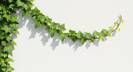 Green Ivy Vine with Heart-shaped Leaves on White Wall Background