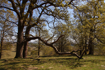 Spring landscape in the countryside with old oak tree with extended balancing branch