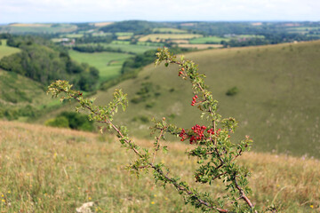 Hawthorn (Crataegus monogyna) on a hillside in the South Downs
