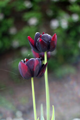 Beautiful dark red maroon tulips growing in a garden in spring