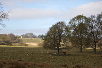 Countryside landscape view across the deer park in spring