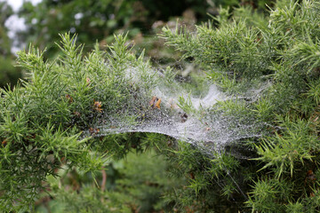 Spider web in gorse bush with morning dew, closeup