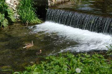 Duck and ducklings swimming in a stream in the park, water cascading from small waterfall