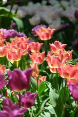 Vibrant tulips in full bloom under sunlight.