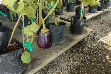 Growing eggplant in a pot