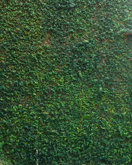 Tridax Daisy texture  growth on wall