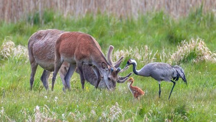 red deer in the grass