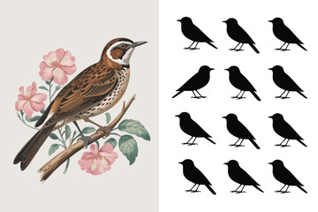 Illustration RussetNaped Thrush Bird on Branch with Pink Flowers and Bird Silhouettes