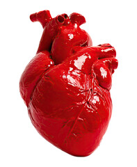 red human heart anatomical model isolated on png transparent background
