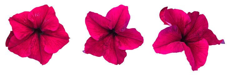 Bright magenta petunia flowers with bold veining detail, isolated on white. High-quality floral...