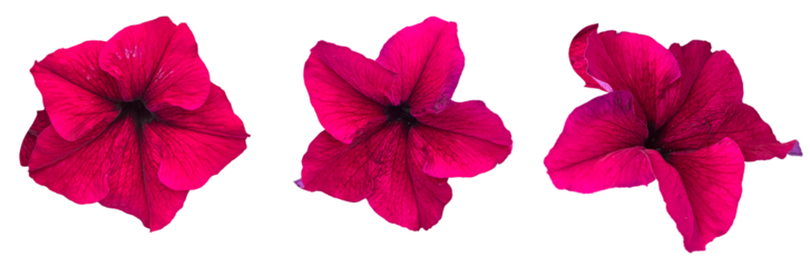 Bright magenta petunia flowers with bold veining detail, isolated on white. High-quality floral cutouts ideal for digital art, stickers, cards, and nature-themed designs
