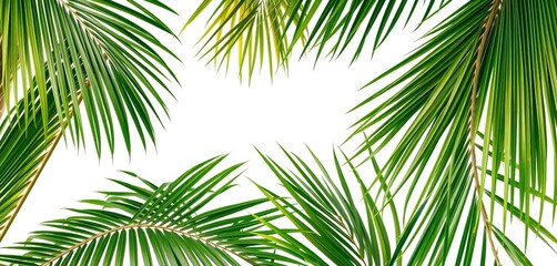 Obraz premium Vibrant green palm and coconut leaves isolated on white , jungle, holiday