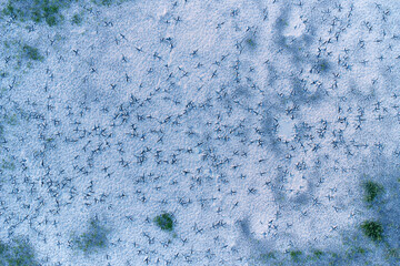 Aerial view of marabou stork footprints in drying clay of Deception Valley, Central Kalahari. Ideal for: African wildlife tracking, abstract nature prints, and conservation themes. 