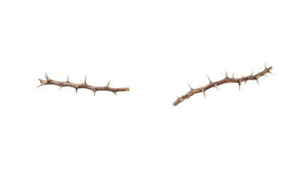 Fototapeta premium thorn twig png