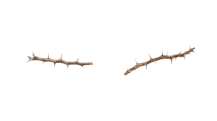 thorn twig png
