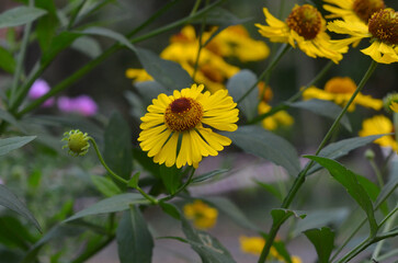 Sneezeweed yellow blooming small sunflower like flower .Closeup petals,stem.laeves. Growing flowers,gardening concept. Free copy space.
