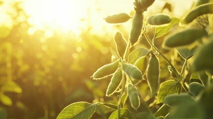 Close-up,green soybean seed pods,green soybean field in background. Sunlight,macro perspective,Aesthetic, artistic,3d render, -