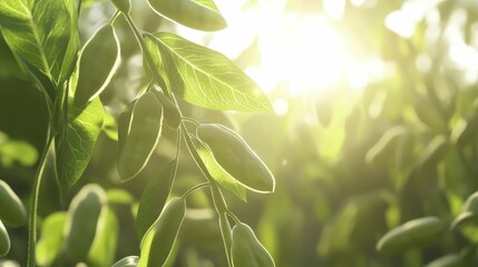 Close-up,green soybean seed pods,green soybean field in background. Sunlight,macro perspective,Aesthetic, artistic,3d render,