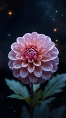 Dazzling dahlia blossom glows against a celestial night sky backdrop.