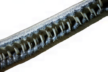 Gharial, Close-up view of Gavialis gangeticus jaw showing interlocking sharp teeth on white background. Ideal for: reptile anatomy, dental structure study,  educational use.