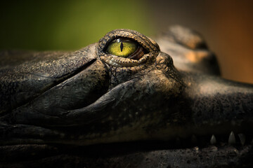 Macro close-up of Gharial, Gavialis gangeticus eye showing detailed scales and predator gaze. Ideal for: endangered species awareness, reptile studies, and zoological education.