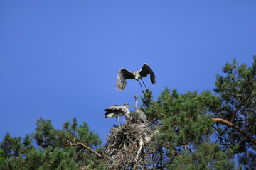 A Grey Heron family (Ardea cinerea) in their nest on a tree by the River Luhe, Lüneburg Heath, Lower Saxony - Germany