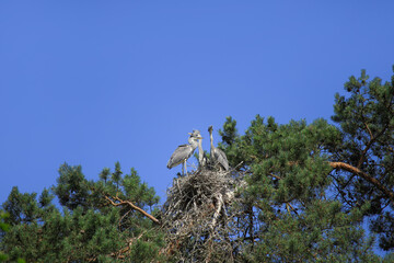 Three young Grey Herons (Ardea cinerea) in their nest on a tree by the River Luhe, Lüneburg Heath, Lower Saxony - Germany
