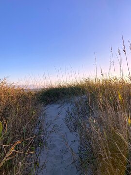 Beach Path through the Dunes
