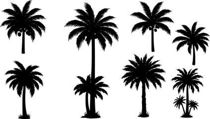 Set of black silhouettes of palm trees, betel nut, coconut tree, coconut leaves. Botanical and Jungle leaves design for nature background, Eco and summer banner, wallpaper, pattern and prints.

on whi
