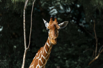 Giraffe looking curiously at visitors in a lush, green environment during a sunny day at a wildlife...