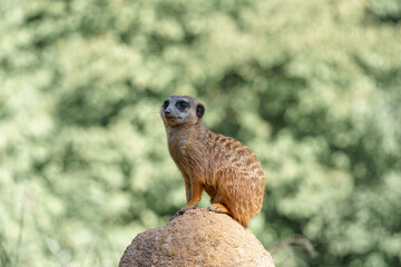 Meerkat stands alert on a rock in a natural habitat during daylight, showcasing its watchful behavior and curious nature