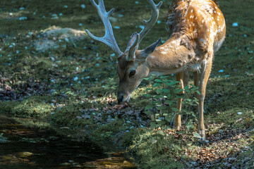 Fallow deer drinking water in a tranquil forest setting during daylight