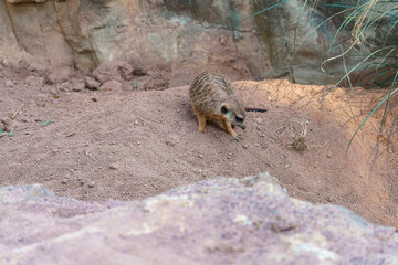 Meerkat exploring its habitat in a rocky environment during daylight hours
