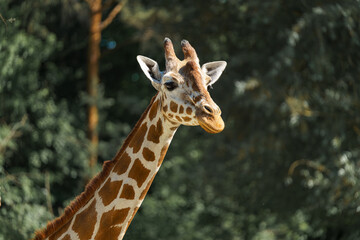 Giraffe posing gracefully in the sunlight surrounded by greenery in a wildlife park