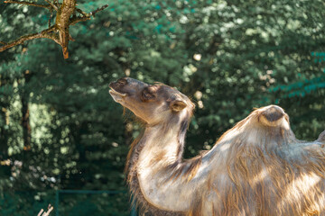 Obraz premium Camel reaching for leaves in a lush green environment during daylight hours near a forested area