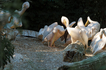 Pelicans resting in a tranquil setting highlighting their natural behavior during a sunny afternoon