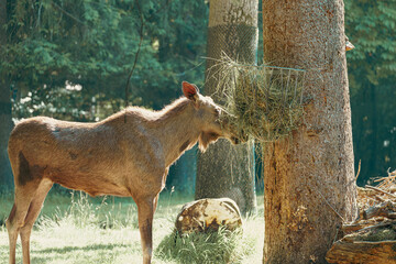 Moose feeding on hay suspended from a tree in a lush forest setting during daylight