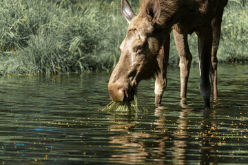 Fototapeta premium Moose grazing in a serene lake surrounded by lush vegetation during a sunny afternoon