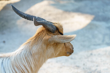 Close-up of a goat in a rural setting during daylight showcasing its distinctive features and fur...
