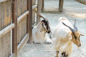 Fototapeta premium Goats exploring a petting zoo area during a sunny afternoon in a rural setting
