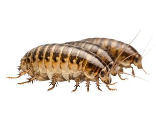 Two Woodlice Insects Side By Side isolated on a transparent background arthropods