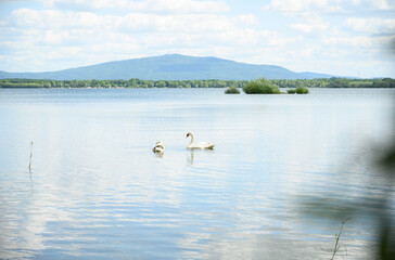 Elegant pair of swans gliding on calm lake waters with majestic mountains in the background under a bright sky — perfect for romance, nature, wildlife, and scenic outdoor designs.