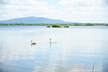 Elegant pair of swans gliding on calm lake waters with majestic mountains in the background under a...