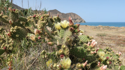 Cactus en Cabo de Gata