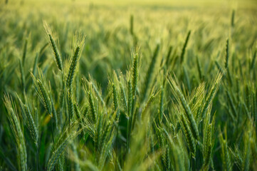Lush green wheat field under natural daylight. Symbolizes growth, agriculture, and nature’s...