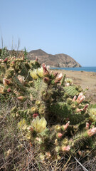 Cactus en Cabo de Gata