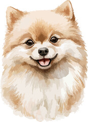 Vector portrait of ginger red head pomeranian spitz character isolated on white background. Hand drawn illustration sketch