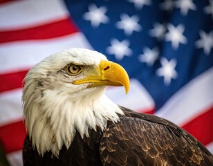 Bald eagle portrait, American flag