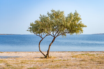 Lone tree on the sandy beach near calm blue water under a clear summer sky, minimalistic coastal...