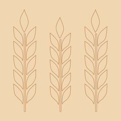 ears of wheat vector illustration